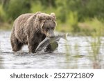 Brown bear (Ursus Arctos) with captured salmon, Brooks River, Katmai National Park, Alaska, USA, North America