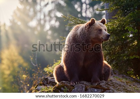 Brown bear, Ursus arctos, in colorful autumn, big male sitting on rock covered in  moss  in european forest. Brown bear against rays of sun.  Typical mountain environment, colorful autumn. Slovakia. 