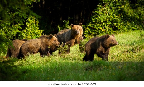 Group Bears Images Stock Photos Vectors Shutterstock