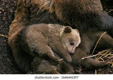 Brown Bear, Ursus Arctos, Female With Cub Sleeping  