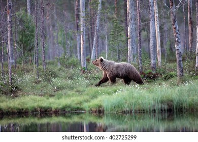 The brown bear (Ursus arctos) female walking through the woods. A bear with a raised snout walks along the shore of a forest lake in the taiga.