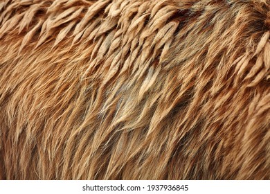 Brown Bear (Ursus Arctos) Fur Texture. Wild Life Animal.