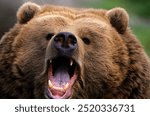 Brown Bear (Ursus arctos) growling, Kodiak Island, Alaska -