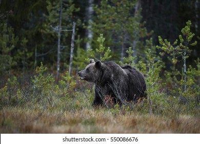 Brown Bear - Ursus Arctos, Hungary