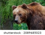 Brown Bear - Ursus arctos is large bear found across Eurasia and North America, in America are called grizzly bears, in Alaska is known as the Kodiak bear, brown bear in the forest.
