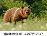 The brown bear (Ursus arctos) is a large bear species found across Eurasia and North America