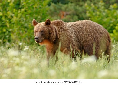 The Brown Bear (Ursus Arctos) Is A Large Bear Species Found Across Eurasia And North America