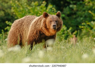 The Brown Bear (Ursus Arctos) Is A Large Bear Species Found Across Eurasia And North America