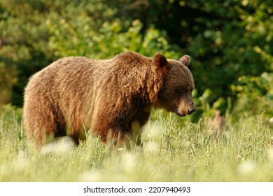 The Brown Bear (Ursus Arctos) Is A Large Bear Species Found Across Eurasia And North America