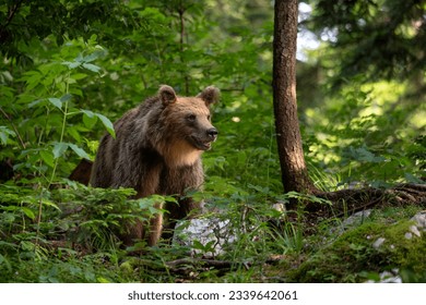 Brown Bear - Ursus arctos large popular mammal from European forests and mountains, Slovenia, Europe. - Powered by Shutterstock