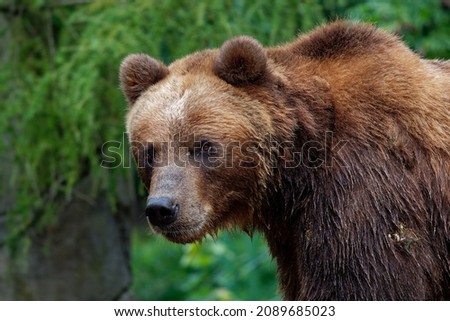 Brown Bear - Ursus arctos is large bear found across Eurasia and North America, in America are called grizzly bears, in Alaska is known as the Kodiak bear, brown bear in the forest.