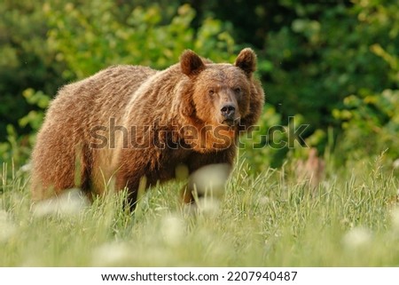 The brown bear (Ursus arctos) is a large bear species found across Eurasia and North America