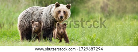 Brown bear, ursus arctos, mother with two cubs on green meadow with copy space. Wide panoramic banner of wild mammal with her lovely offsprings. Animal wildlife in summer nature.