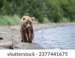 Brown bear (Ursus Arctos) on the shore of Naknek Lake, Katmai National Park, Alaska, USA