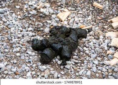 Brown Bear Ursus Arctos Poop Photographed Stock Photo 1749878951 ...