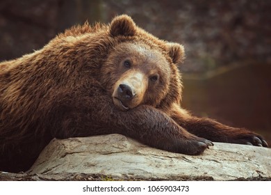 Brown bear (Ursus arctos) rest in the forest - Shutterstock ID 1065903473