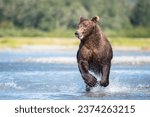 Brown bear (Ursus Arctos) runs in water, Katmai National Park, Alaska, USA