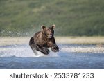 Brown bear (Ursus Arctos) runs in water, hunting, Katmai National Park, Alaska, USA, North America