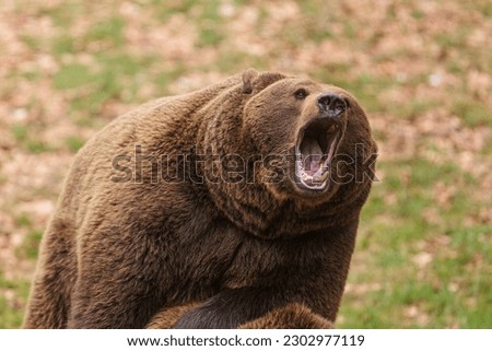 brown bear (Ursus arctos) screaming in the distance
