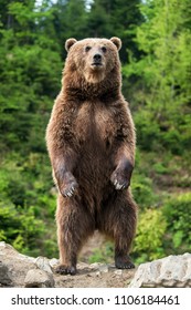 Brown bear (Ursus arctos) standing on his hind legs in the spring forest - Shutterstock ID 1106184461
