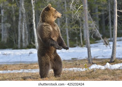 Image result for himalayan brown bear upright hind legs