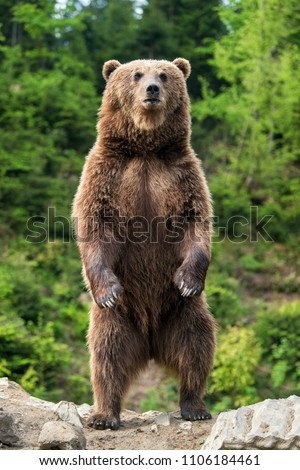 Brown bear (Ursus arctos) standing on his hind legs in the spring forest