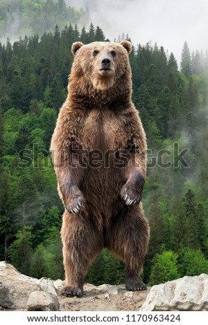Brown bear (Ursus arctos) standing on his hind legs in the spring forest