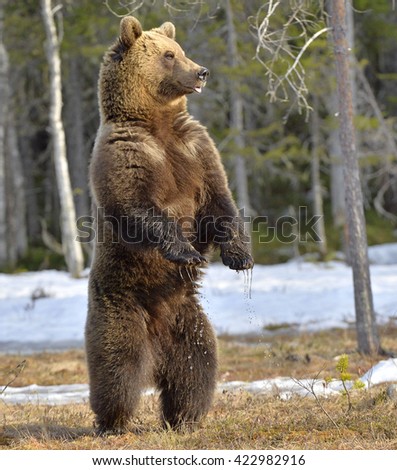 Similar – Image, Stock Photo Brown Bear Adventure
