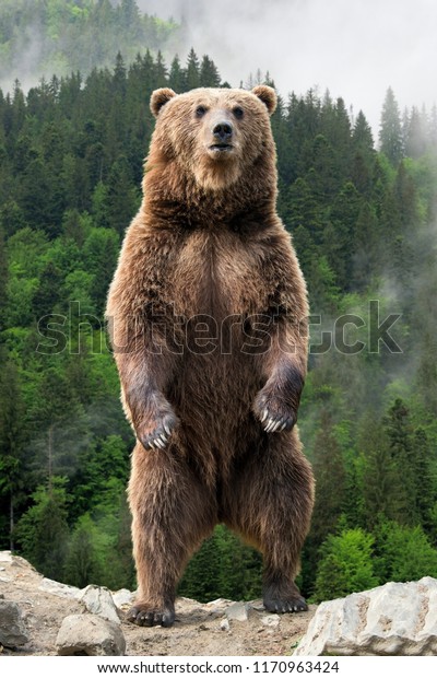 Brown bear (Ursus arctos) standing on his hind\
legs in the spring forest