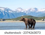 Brown bear (Ursus Arctos) stands in the water, behind mountains, Katmai National Park, Alaska, USA