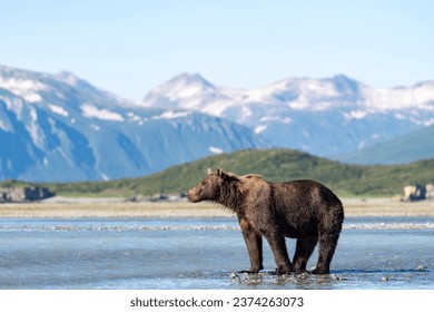 Brown bear (Ursus Arctos) stands in the water, behind mountains, Katmai National Park, Alaska, USA