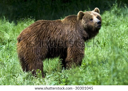 Similar – Image, Stock Photo Brown Bear Adventure