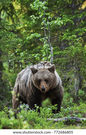 Similar – Brown bear on forest.