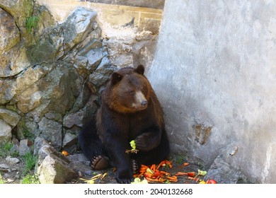 Brown bear Urus arctos in Cesky Krumlov eating vegetables sitting next to rock 