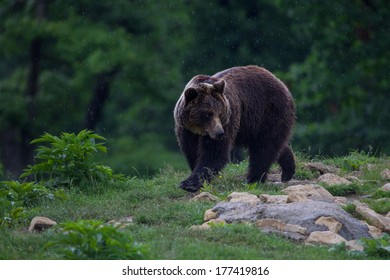 Brown Bear Walk Into The Forest In Romanian Mountains. 