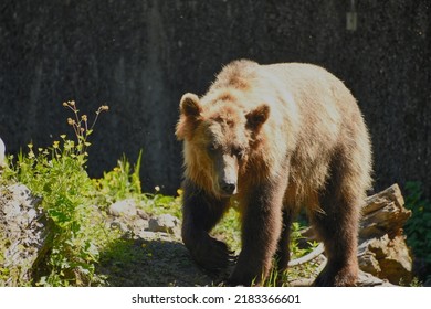 A Brown bear walking an Alaskan trail in the summer.