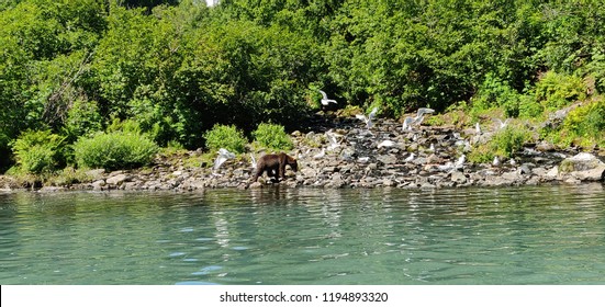 Brown Bear Walking Around Looking For Food / Salmon At Wolverine Creek, Alaska