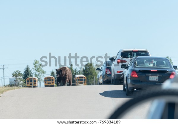 A Brown Bear\
Walking by the cars of\
tourists.