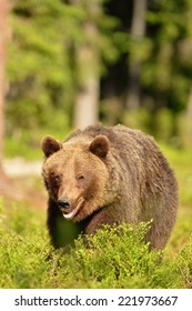 Brown bear walking in forest - Shutterstock ID 221973667