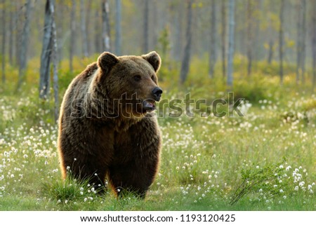 Similar – Brown Bear Adventure