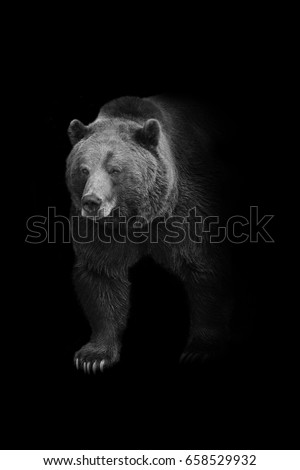 brown bear walking out of the dark and into the light, american wildlife wallpaper