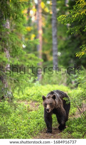 Similar – Brown Bear Adventure