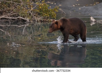 Brown bear walking through a river