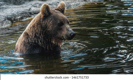 Brown Bear Water Stock Photo 1461751733 | Shutterstock