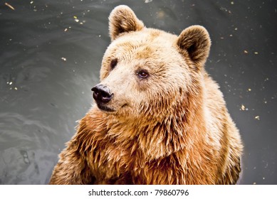 Brown bear in water
