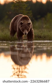 Brown bear with water reflection at sunset