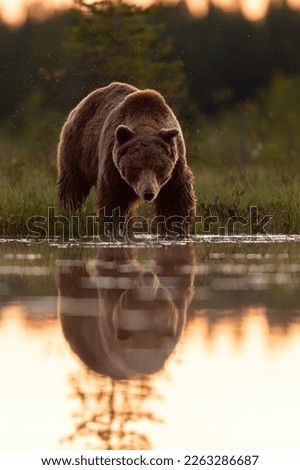 Brown bear with water reflection at sunset