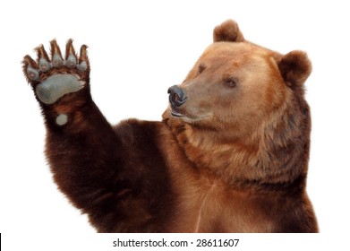 Brown Bear Waving Paw On White Background