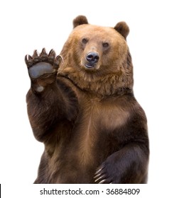 The brown bear welcomes, waves a paw. It is isolated on a white background. - Shutterstock ID 36884809