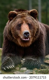 Brown bear is a wild and dangerous animal, rest after a walk, bears of the Synevyr glade in the Carpathians.